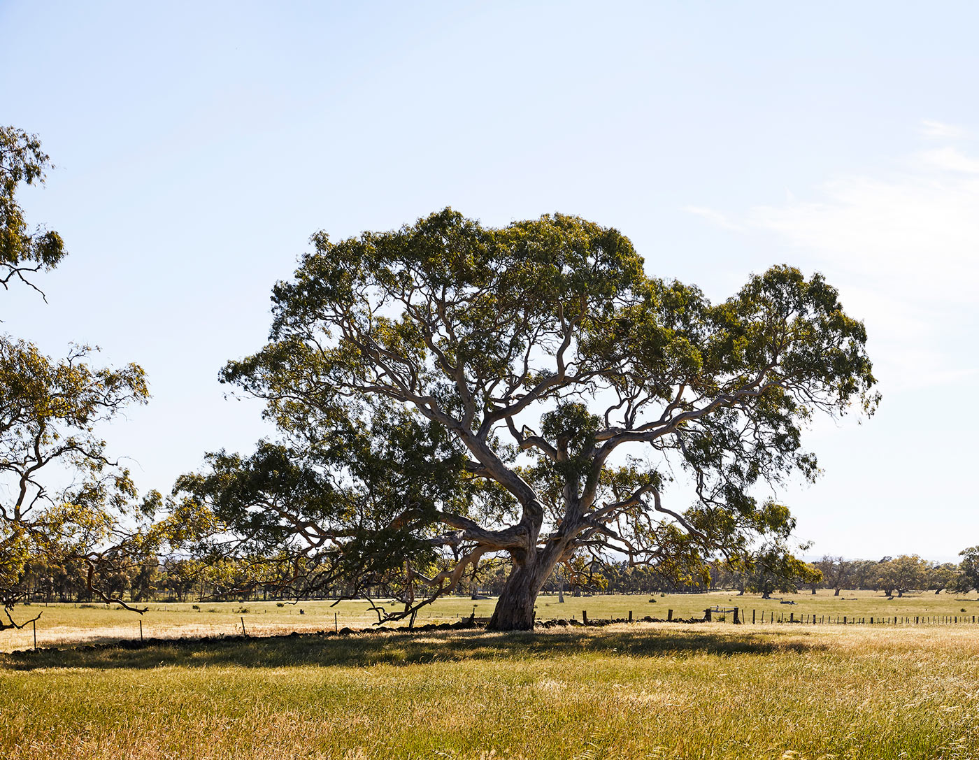 Wollert Rise buys you more time